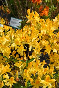 Azalea Goldtopas